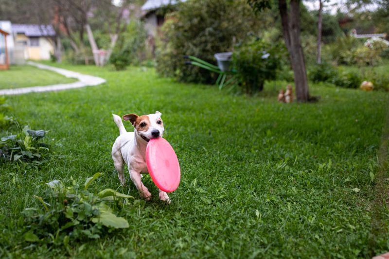 Electrical Pet Fencing
