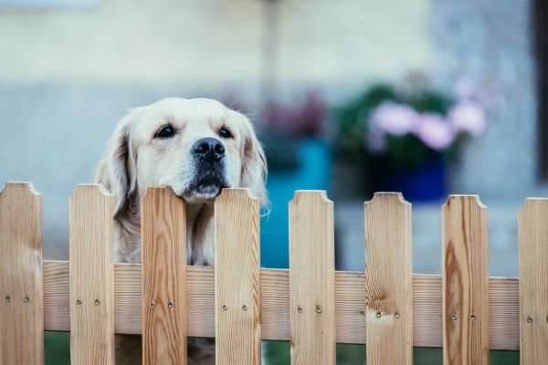 Pet Fence Installation Service