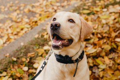 Get Your Dog Trained to Stay Inside the Property Safely!